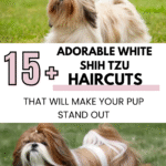 White Shih Tzu Haircuts
