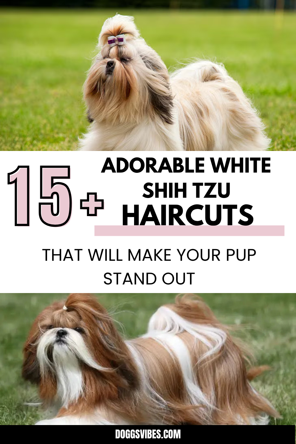 White Shih Tzu Haircuts