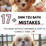 Shih Tzu Bath Mistakes