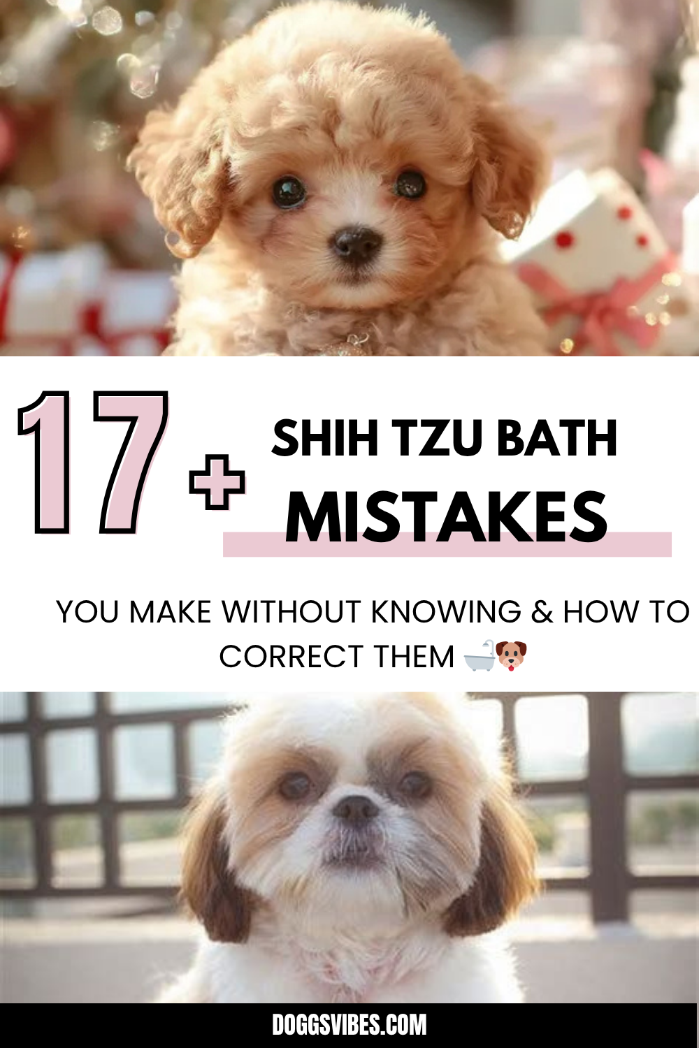 Shih Tzu Bath Mistakes