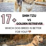 Shih Tzu vs Golden Retriever