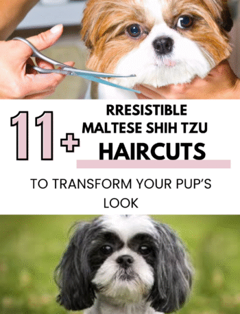 Irresistible Maltese Shih Tzu Haircuts