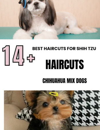 Best Haircuts for Shih Tzu