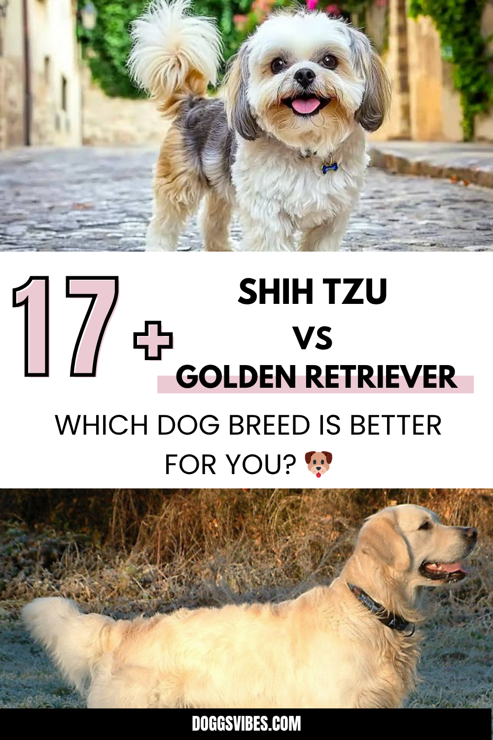 Shih Tzu vs Golden Retriever