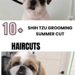 Shih Tzu Grooming Summer Cut