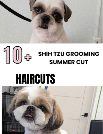 Shih Tzu Grooming Summer Cut