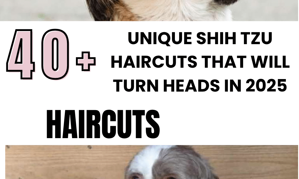 Unique Shih Tzu Haircuts That Will Turn Heads in