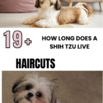 How Long Does a Shih Tzu Live