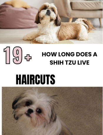 How Long Does a Shih Tzu Live