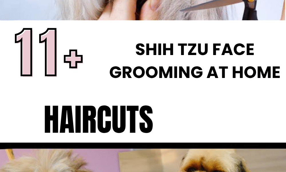 Shih Tzu Face Grooming at Home