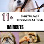 Shih Tzu Face Grooming at Home