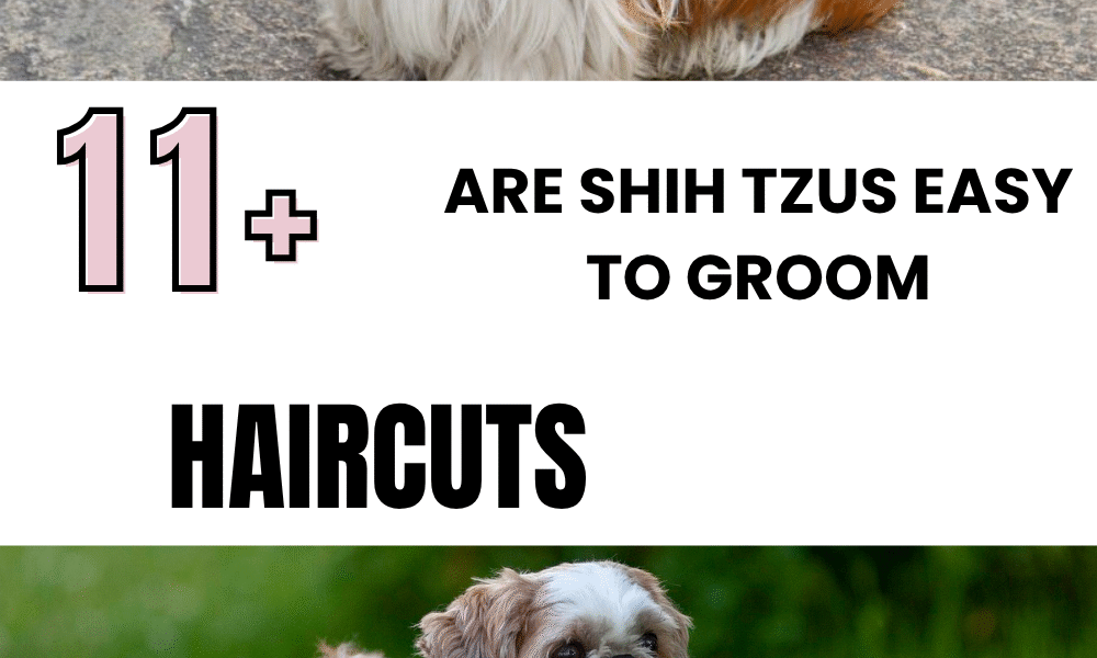 Are Shih Tzus Easy to Groom
