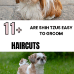 Are Shih Tzus Easy to Groom