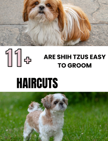 Are Shih Tzus Easy to Groom