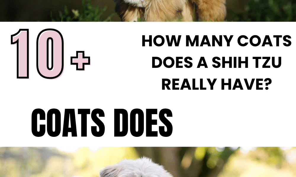 How Many Coats Does a Shih Tzu