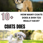 How Many Coats Does a Shih Tzu