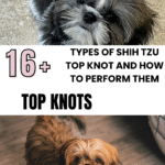 types of Shih Tzu top knots