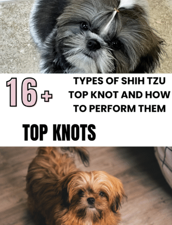 types of Shih Tzu top knots