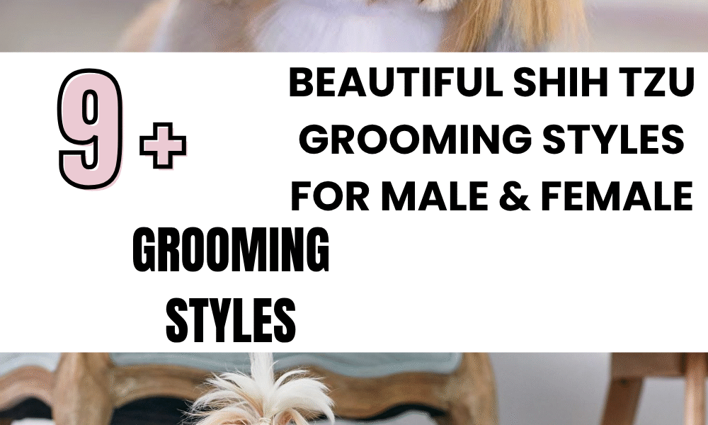 stunning Shih Tzu grooming styles