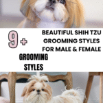 stunning Shih Tzu grooming styles