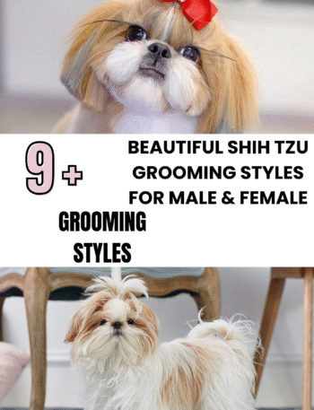 stunning Shih Tzu grooming styles
