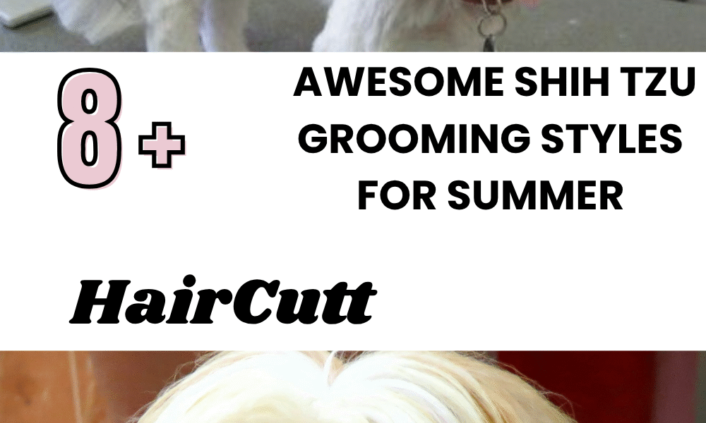 Awesome Shih Tzu Grooming Styles For Summer