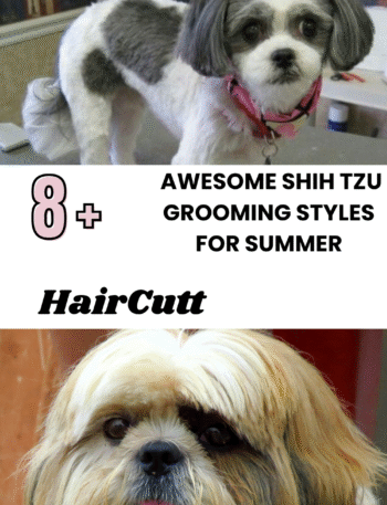 Awesome Shih Tzu Grooming Styles For Summer