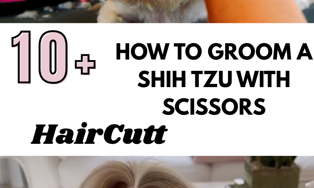 How to Groom a Shih Tzu with Scissors