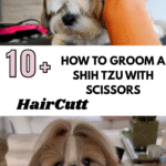 How to Groom a Shih Tzu with Scissors