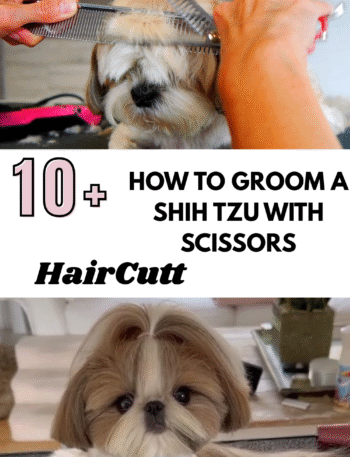 How to Groom a Shih Tzu with Scissors