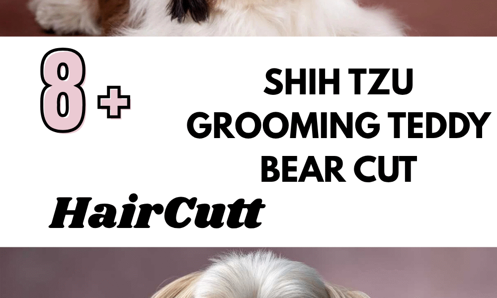 Shih Tzu Grooming Teddy Bear Cut