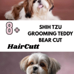 Shih Tzu Grooming Teddy Bear Cut