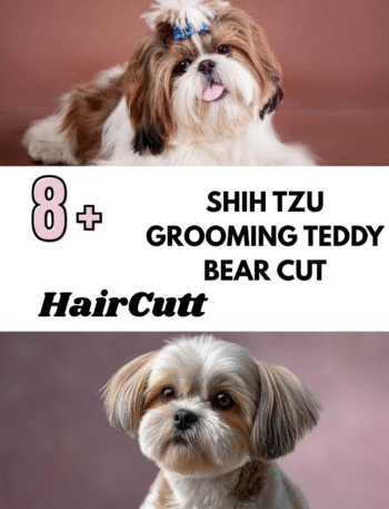 Shih Tzu Grooming Teddy Bear Cut