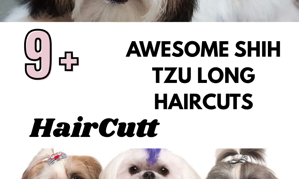 Awesome Shih Tzu Long Haircuts