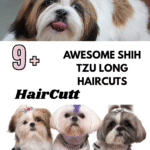 Awesome Shih Tzu Long Haircuts