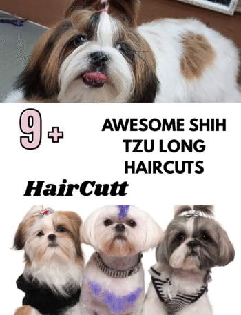 Awesome Shih Tzu Long Haircuts