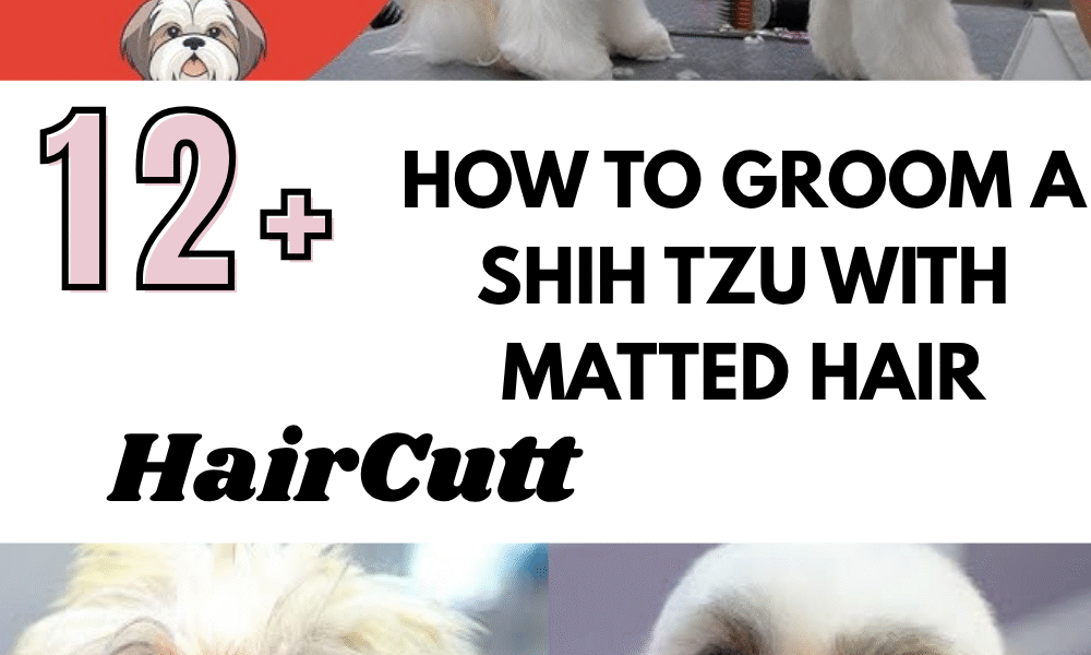 How to Groom a Shih Tzu with Matted Hair