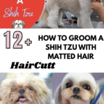 How to Groom a Shih Tzu with Matted Hair