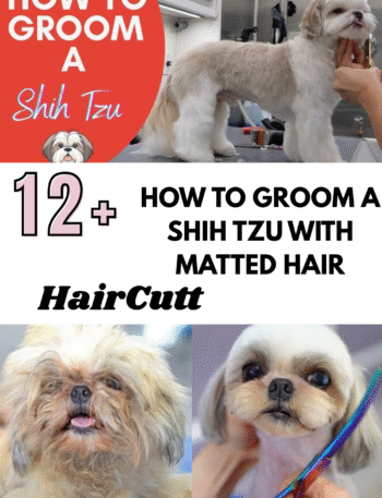 How to Groom a Shih Tzu with Matted Hair