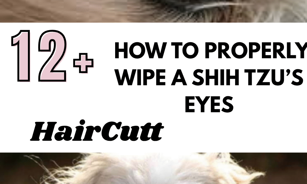 How to Properly Wipe a Shih Tzu’s Eyes