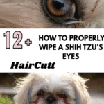How to Properly Wipe a Shih Tzu’s Eyes