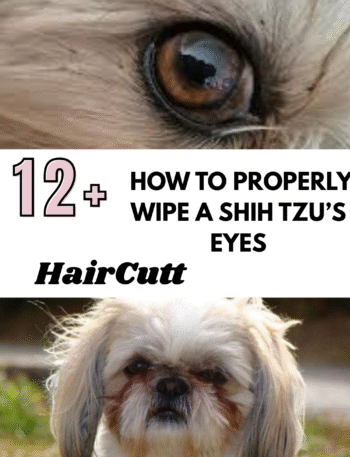 How to Properly Wipe a Shih Tzu’s Eyes