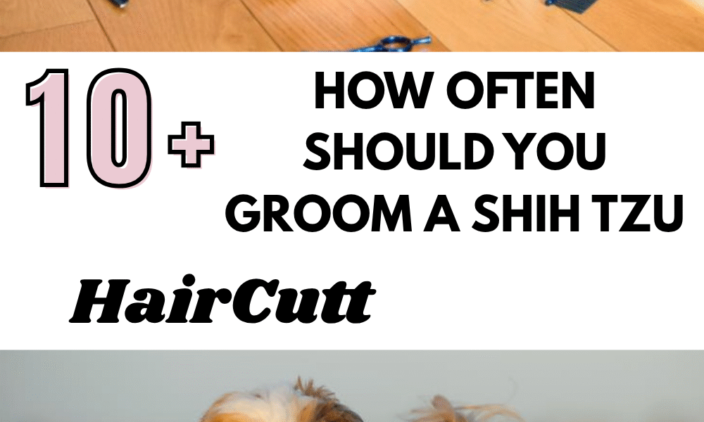How Often Should You Groom a Shih Tzu