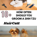 How Often Should You Groom a Shih Tzu