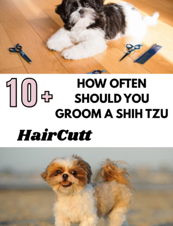 How Often Should You Groom a Shih Tzu