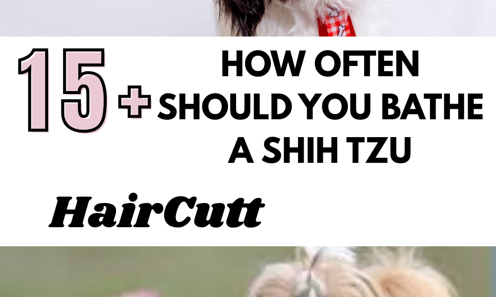 How Often Should You Bathe a Shih Tzu