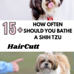 How Often Should You Bathe a Shih Tzu
