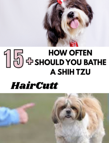 How Often Should You Bathe a Shih Tzu