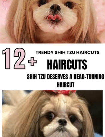 Trendy Shih Tzu Haircuts