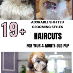 19 Adorable Shih Tzu Grooming Styles for Your 4-Month-Old Pup
